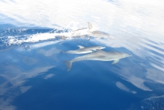 Dolphins playing