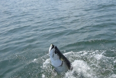 Tarpon boil