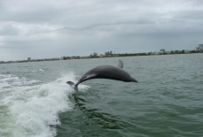 Big jump off of Sanibel