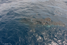 Whale Shark  USS Mohawk 
