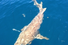 Big Nurse Shark