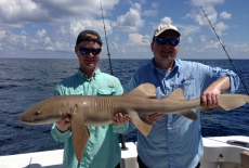 Smaller Nurse Shark