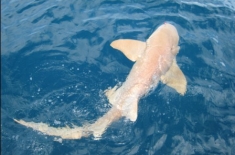 Nurse Shark