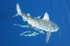 Big Bull Shark