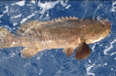 Big Goliath