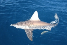 Shark offshore