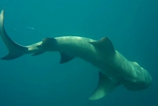 Lemon Shark offshore