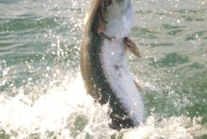 Beautiful Tarpon show