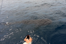 Whale Shark from the suface