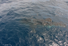 Whale Shark from the suface
