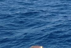 Hawksbill Turtle checking us out Mohawk