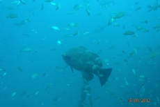 Goliath Grouper with bait  BY: Cheryl McWilliams