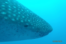 Whale Shark  BY: Cheryl McWilliams