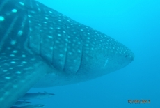 Whale Shark  BY: Cheryl McWilliams