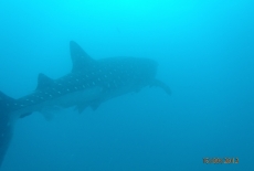 Whale Shark  BY: Cheryl McWilliams