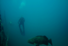 Diver with Goliath