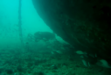 Goliath bow of Mohawk