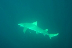 shark-3