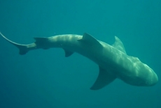 shark-7
