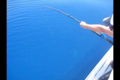 Shark Video