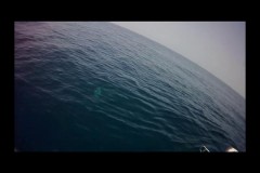 Kyle Shark