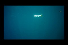 Mahi Off Sanibel